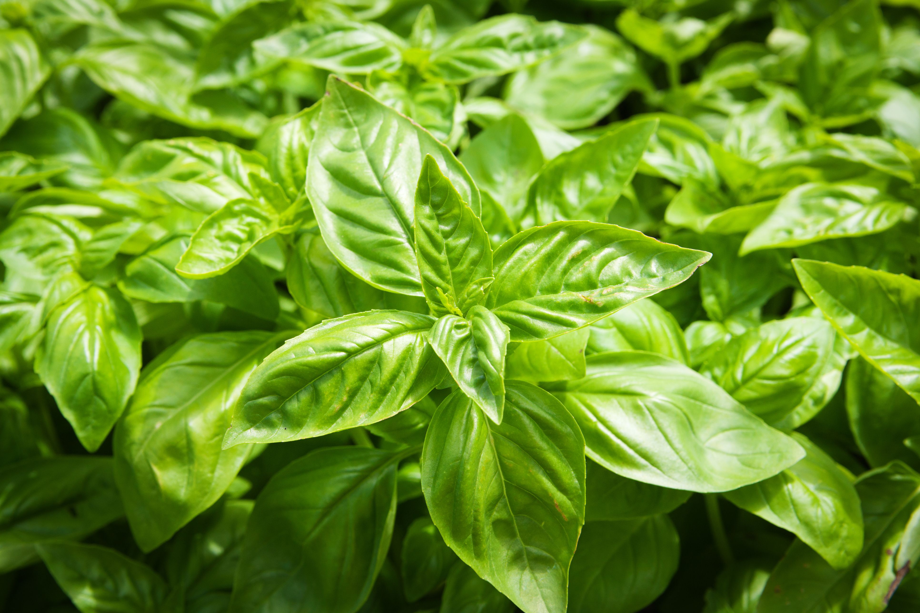 basil