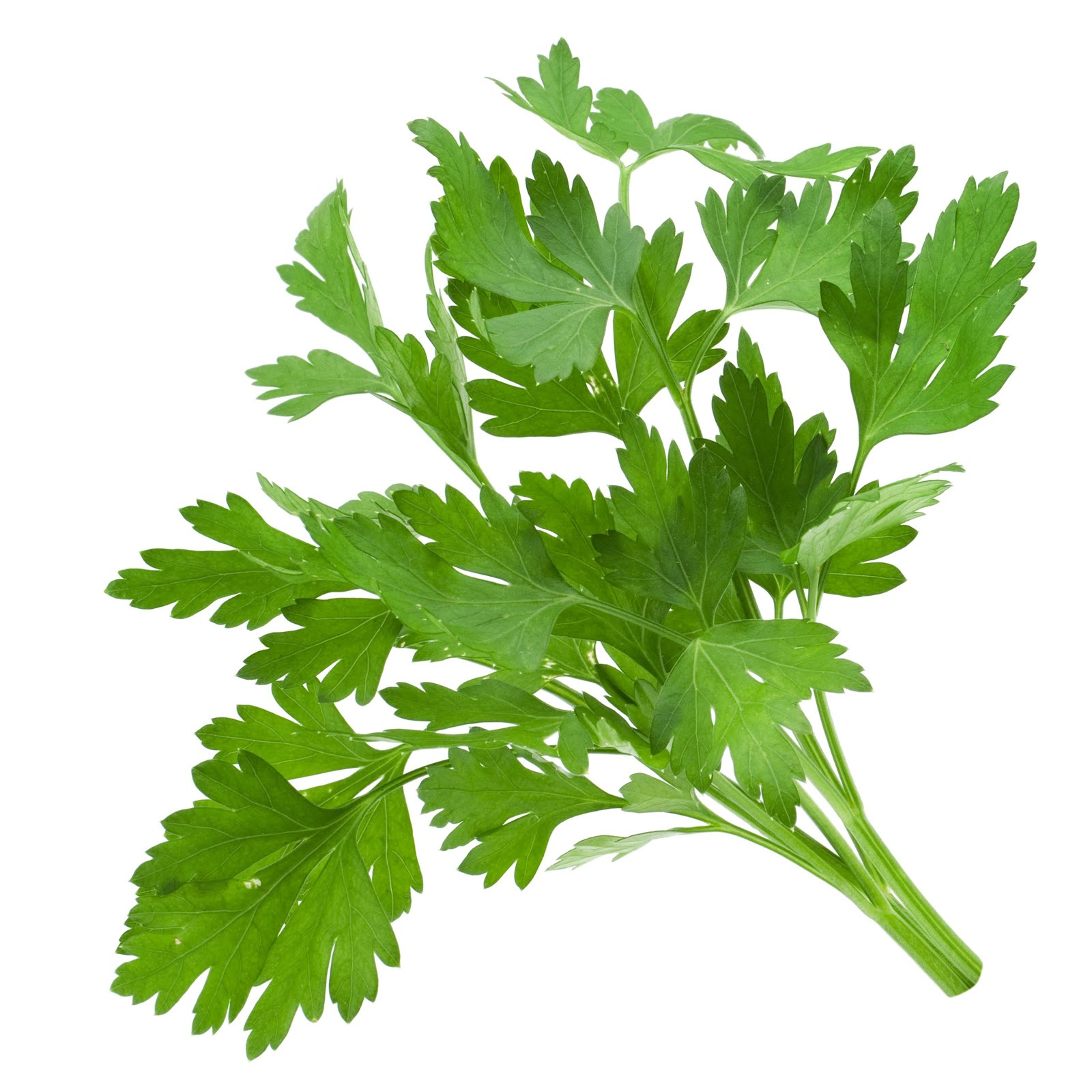 corainder leaves