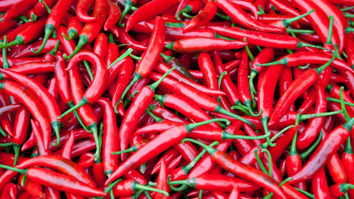 chili pepper