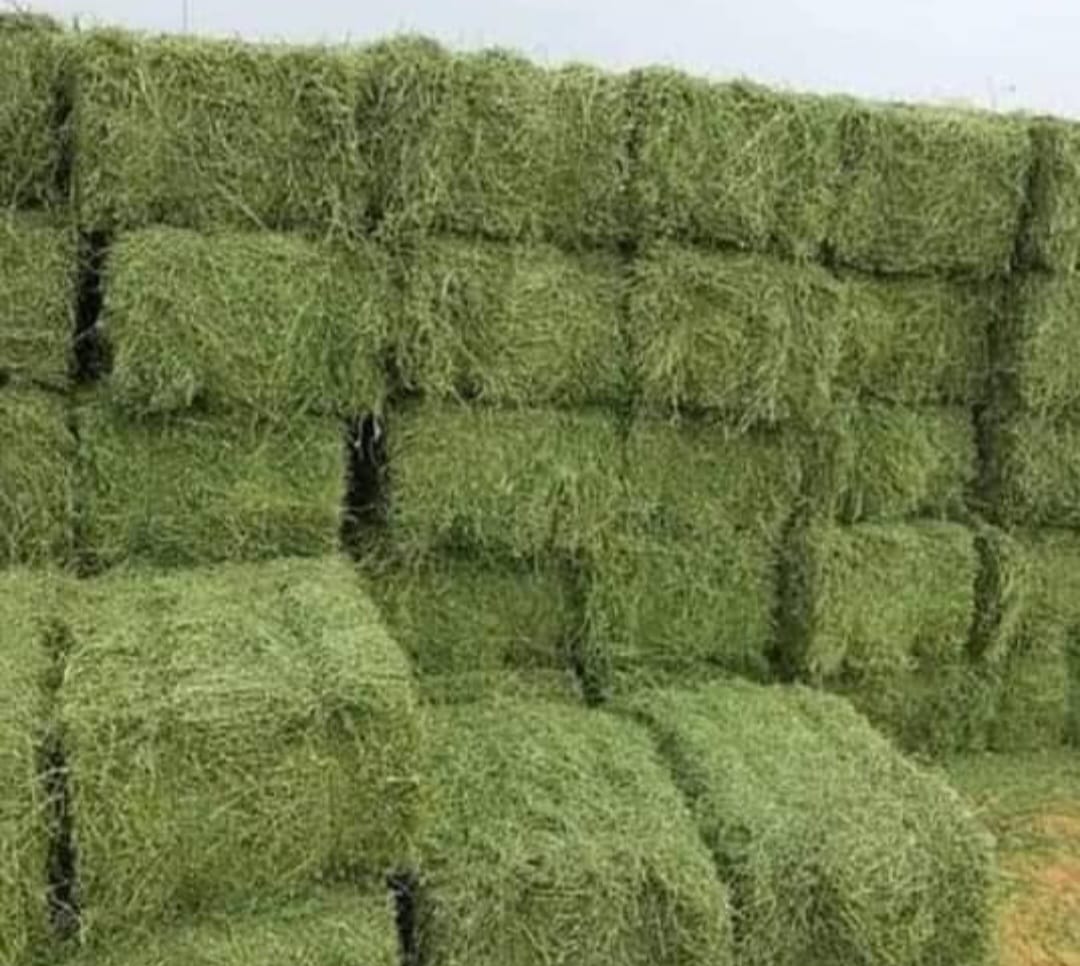 (feed) Clover
