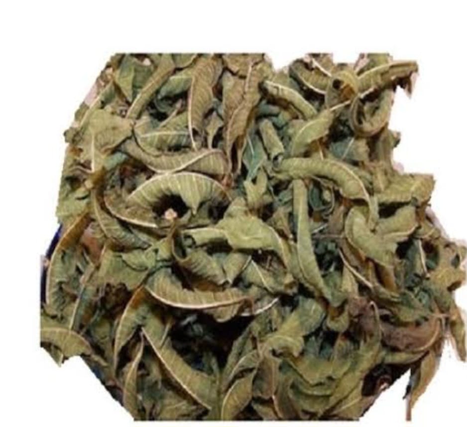 Lemon Balm